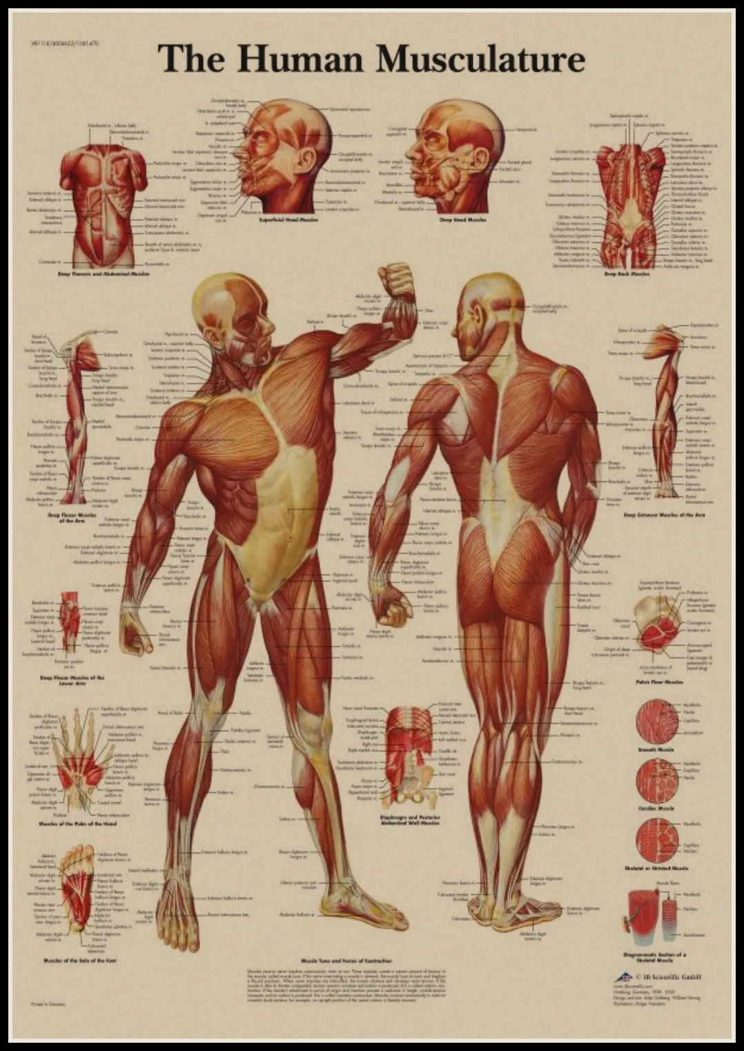 The Skeleton of The Body Structure Nervous System Front and Back Poster Bar Home Decor Retro Kraft Paper Wall Sticker