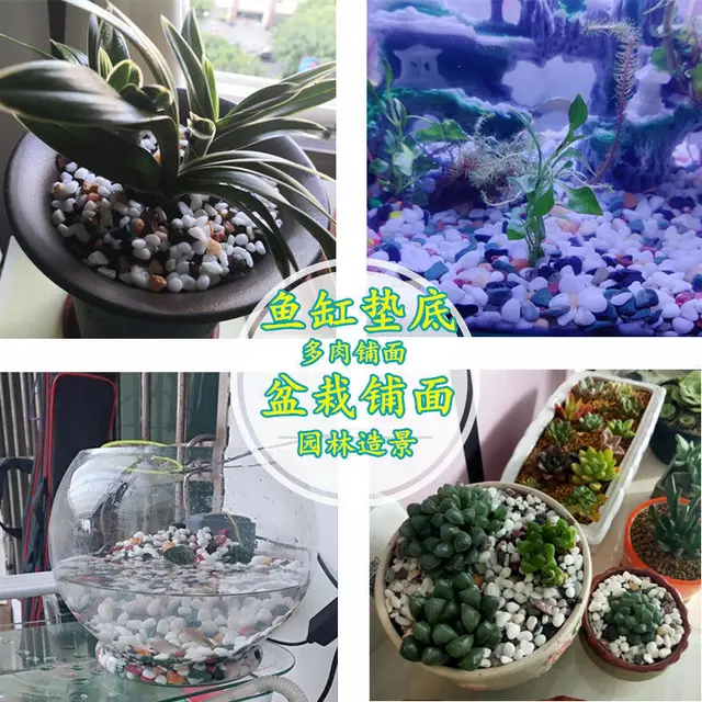 500 G Természetes Esővirág Színes Kő Cserepes Zamatos Járda Gyönyörű Haltartály Tereprendezés A Dekoratív Nem Halványul - Image 5