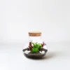 Eco Bottle Terrarium DIY Empty Plants Moss Landscape Container Glass Ecological with Cover Home Decor 2