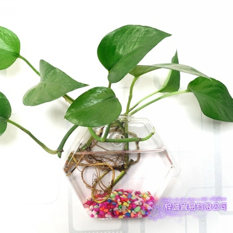 Hexagon Vase Christmas Hexahedron Wall Terrarium Glass Flower Vase Wall Round Sphere Tabletop Vases Home Decoration Transparent 3