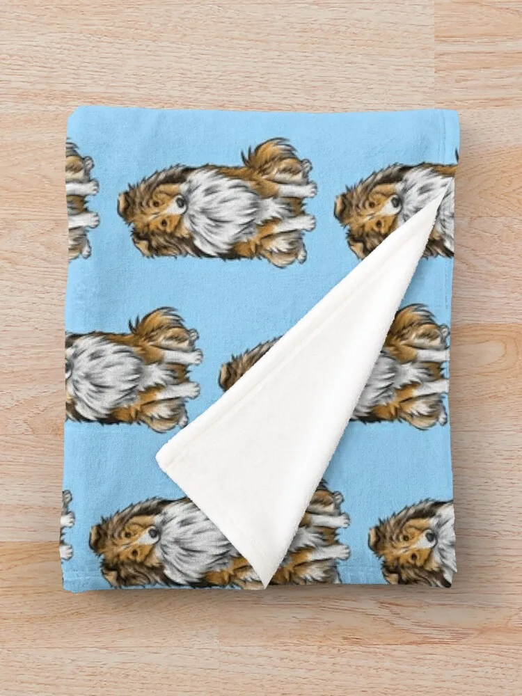 Sheltie Shetland Sheepdog Mahogany Sable Ϳ  Ʈ  ,   ħ, Ÿ ħ  