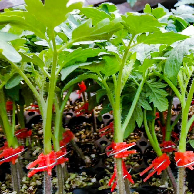 50 db Növényi Oltó Klip Ágakhoz Palánták Virágszőlő Kötőelemek Clamp Műanyag Támogató Klipek Kerti Mezőgazdasági Eszköz - Image 4