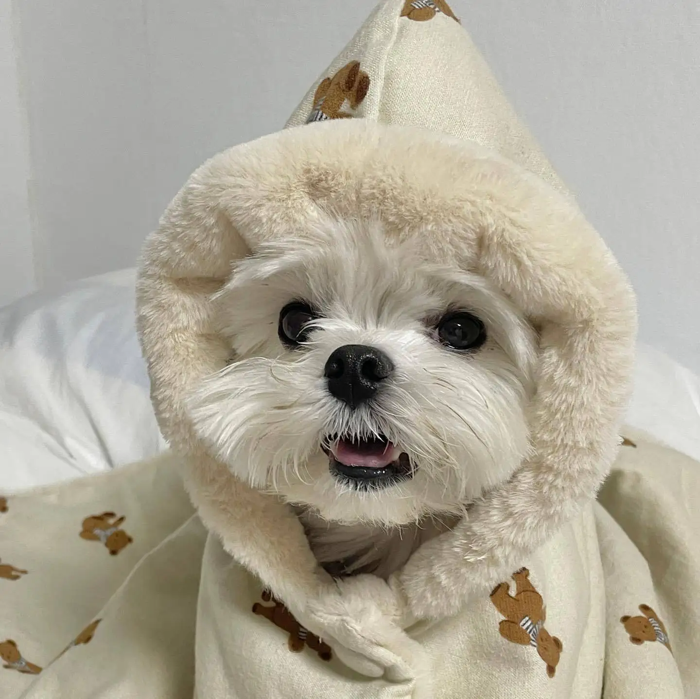 겨울 따뜻한 스카프 곰 울 담요, 애완견 케이프 담요, 수면 옷 방법 코기 두꺼운 봉제 담요, 개 망토 잠옷 선물