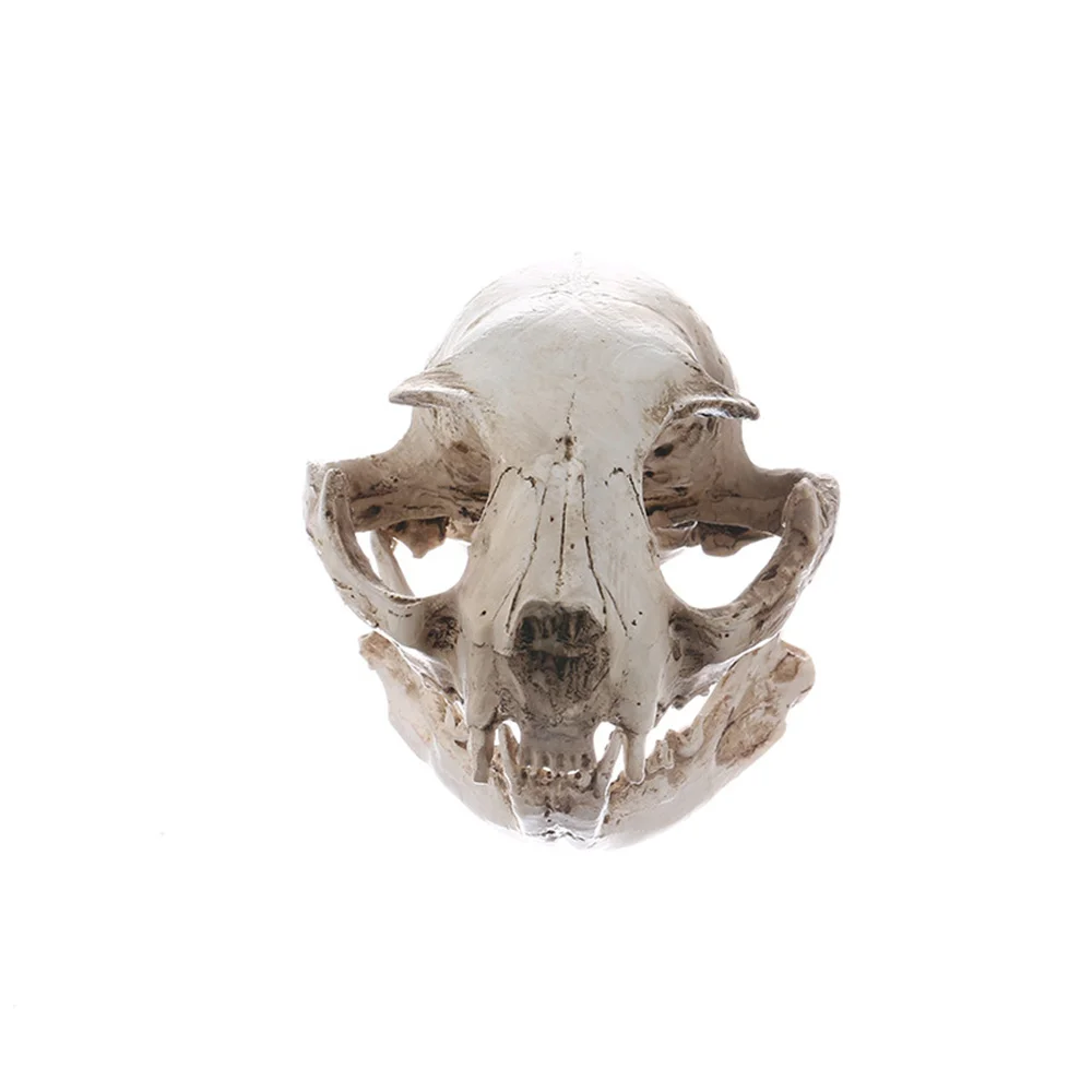 

Different Skull Charming Skeleton Decoration Eye-catching High Quality Resin Crafts Resin Process Supply Gift Ideas Fashion