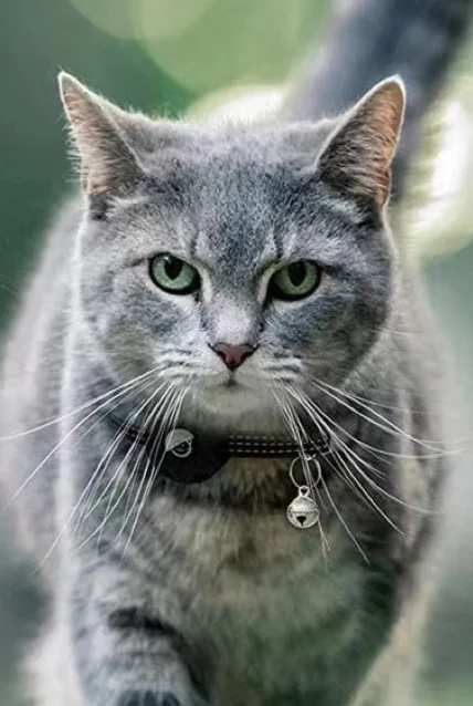 Suitable for locator pet silicone cover, cat anti loss collar Airtag protective cover_voghion.com