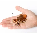 Giant water bug