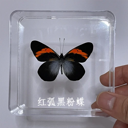 Butterfly Specimen Real Butterfly Specimen Insect Specimen Butterfly Shooting Props DIV Student Teaching Transparent Box Pack 