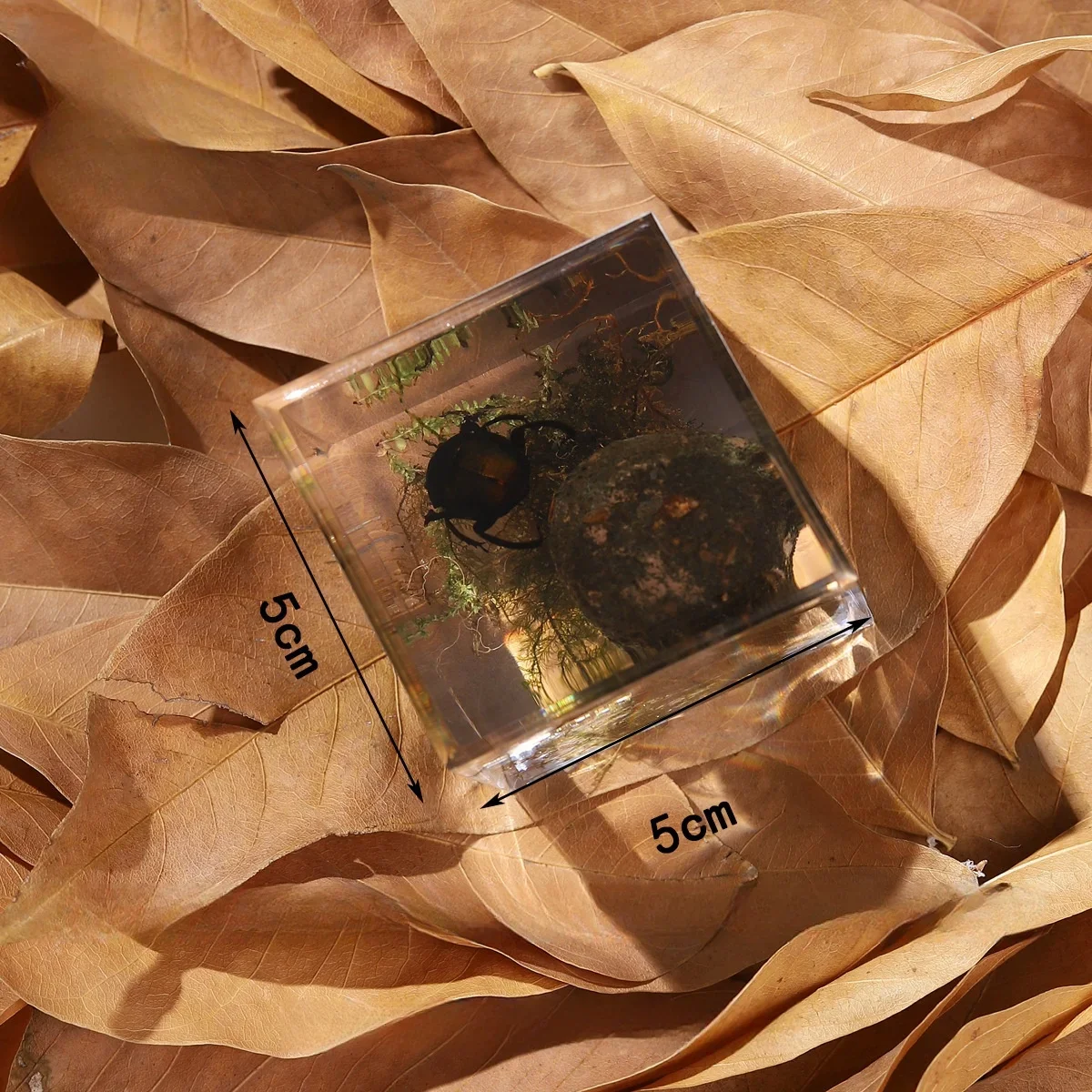 Insect Specimens Resin Epoxy Real Dung Beetle Specimen Insect Taxidermy Acrylic Clear Resin Dung Beetle Insect Sample Bug Collection House Decor