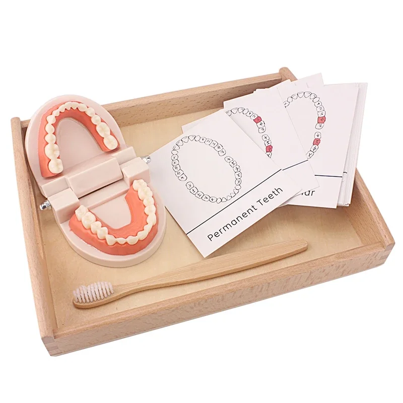 

Montessori Teaching Aids Tooth Toy Simulated Teeth Brushing Toy with Cards Practice Life Skill Toys Tooth Brush with Wooden Tray