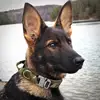 2025 NewPractical Dogs Collar Adjustable Duarable Nylon German Shepard For Medium Large Walking Training Pets Accessories 2