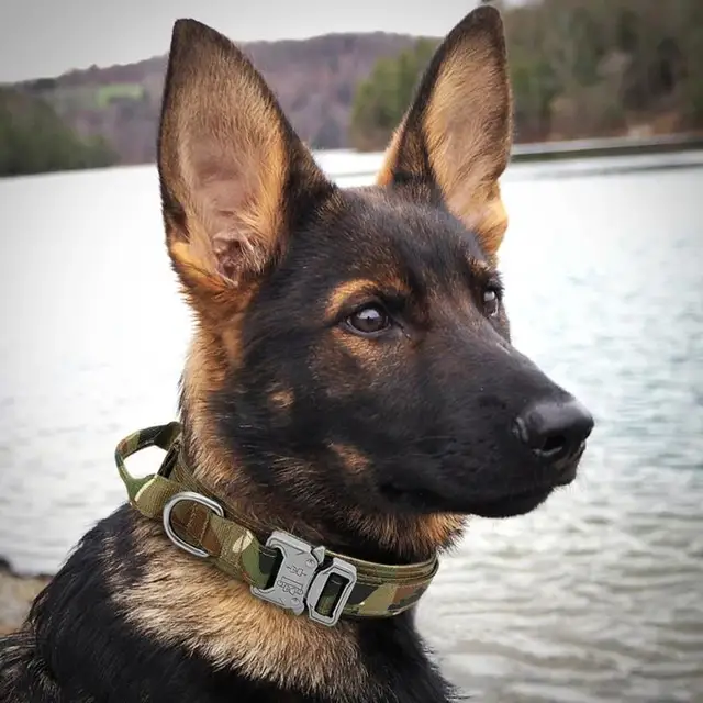 2025 NewPractical Dogs Collar Adjustable Duarable Nylon German Shepard For Medium Large Walking Training Pets Accessories 2