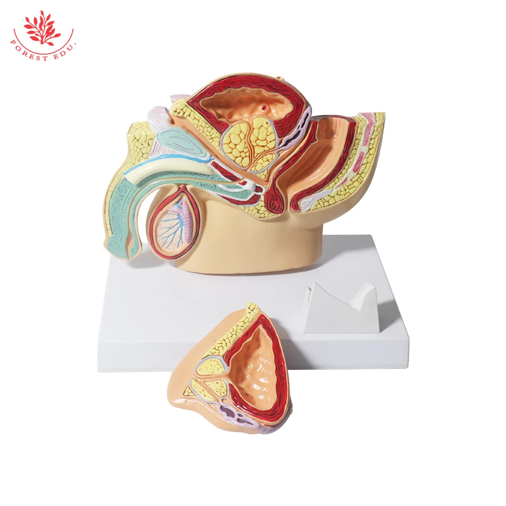 Male Pelvis Model Anatomical Genital Organ Pelvic Cavity of Prostate Anatomy Teaching Supplies Medical Science