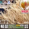 1Pack Dry Thorn Branch Artificial Tree Trunk DIY Model Making Material Miniature Garden Landscape Diorama Scenery Accessories 1