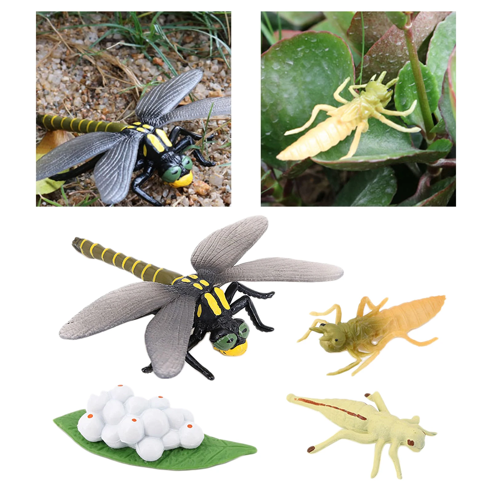 4 Stages Life Cycle of a Dragonfly Simulation Wild Insect Animal Toy Science and Education Toys For Kid Birthday Gift 6