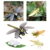 4 Stages Life Cycle of a Dragonfly Simulation Wild Insect Animal Toy Science and Education Toys For Kid Birthday Gift 6