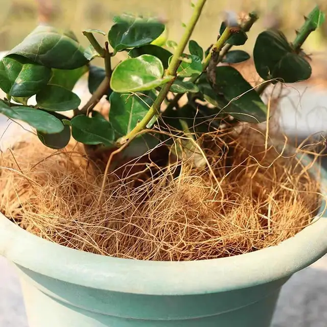 Coco Coir Tégla 150 G Kókuszdió -Téglák Szerves Cserepes Talaj Beltéri Növények Talajnövény Talajkert Tőzeg Talajmag Indító - Image 2