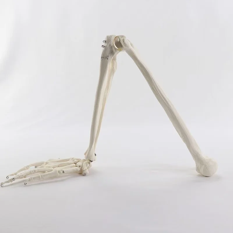 1:1 Human Bone Model of Bone Adult Arm of Upper Limb Arm and Radius Hand Medical Science School Teaching Supplies