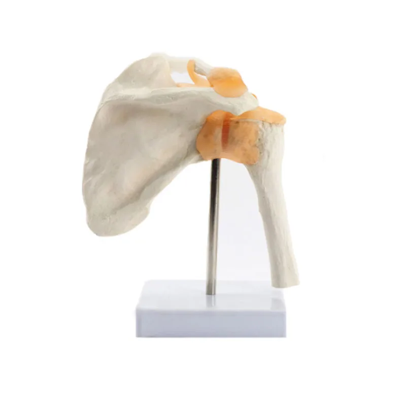 DARHMMY 1:1 Human Functional Shoulder Joint Anatomy Model Medical Science Teaching Resources