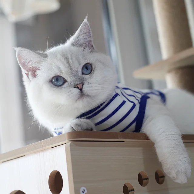 Classic Stripes Cat Vest