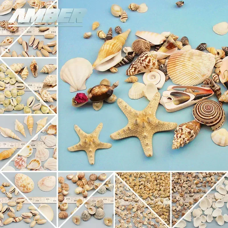 Natural Shell Ornaments Natural Mini Conch Mediterranean 1Bag Interesting Colored Mixed Real Small Sea Shells Aquarium Nautical Decoration Ornaments