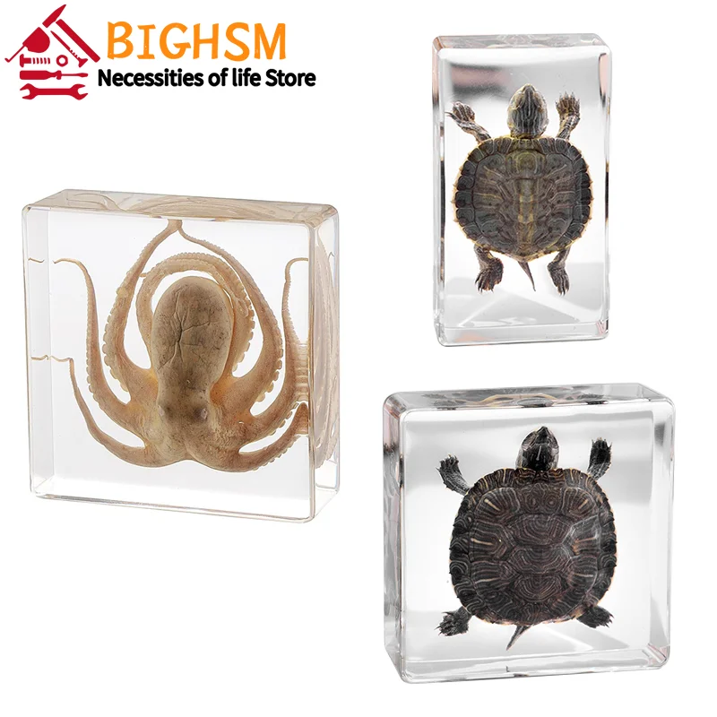 Octopus Tortoise Animal Specimen In Resin For Science Classroom Education ornament crafts resin ornaments resin crafts