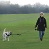 Large Dog Tug Rope Double Handled Reflective Dog Leash Non-Slip Pulling Rope For Walking Dogs High Strength Durable Material 4