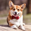 Adjustable Plaid Dog Bow Tie Cat Bowtie Soft Pet Neckwear for Small Medium Dogs Puppy Chihuahua Best Gift Idea 4