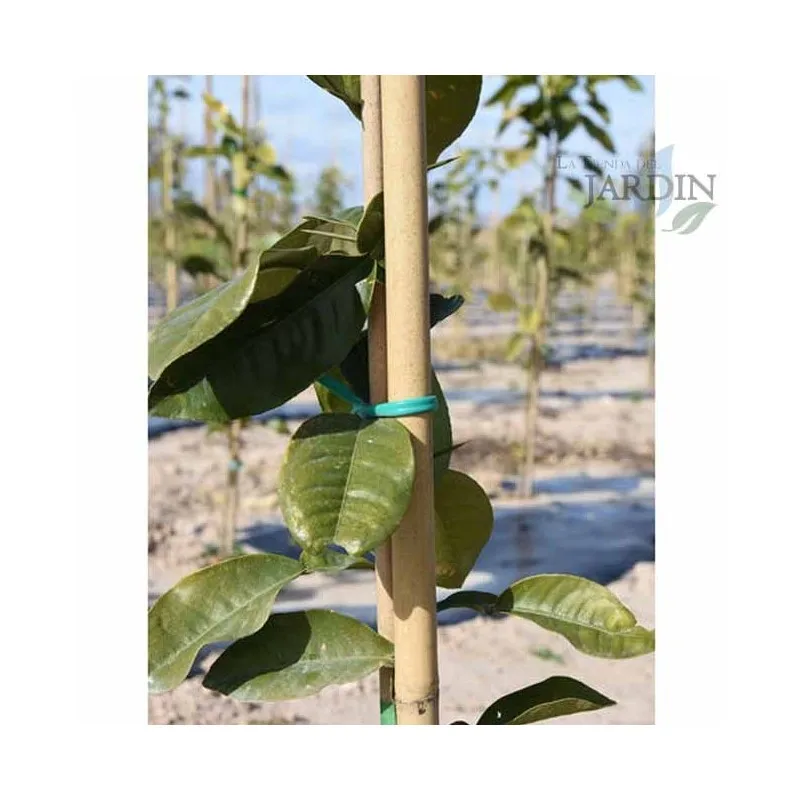 Pacote Ecológico de Varas de Bambu, Tutores para Manter Árvores Plantas e Legumes, 20x90 cm, 6-10mm