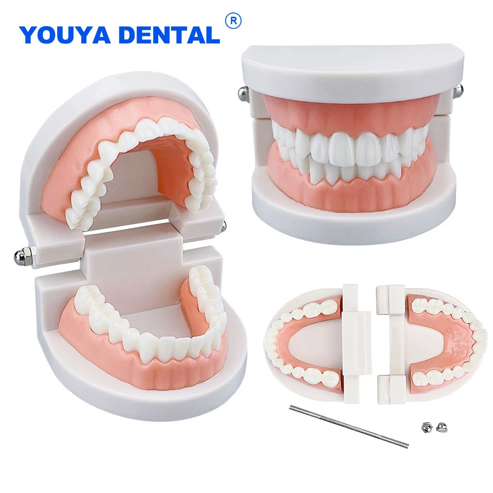 Dental Standard Adult Teeth Model Typodont Demonstration Teaching Study Tool Denture Model