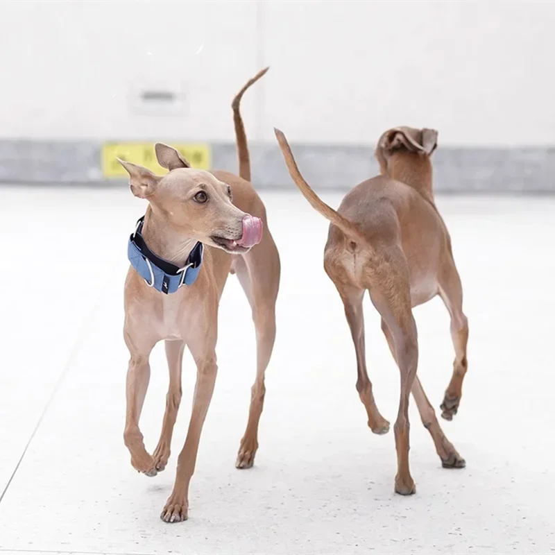 Martingale Pet Collar Widened Small-large Dog Collar Bellington