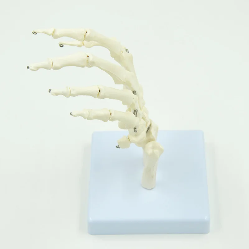 1:1 Size Human Hand Joint Model Hand Skeleton Bone Wrist Vola Palms Skeleton Model Medical Science Teaching Supplies