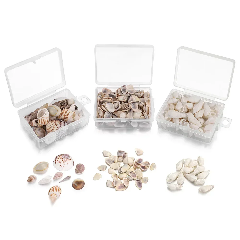 Natural Shell Ornaments Natural Mini Conch Sea Shells
