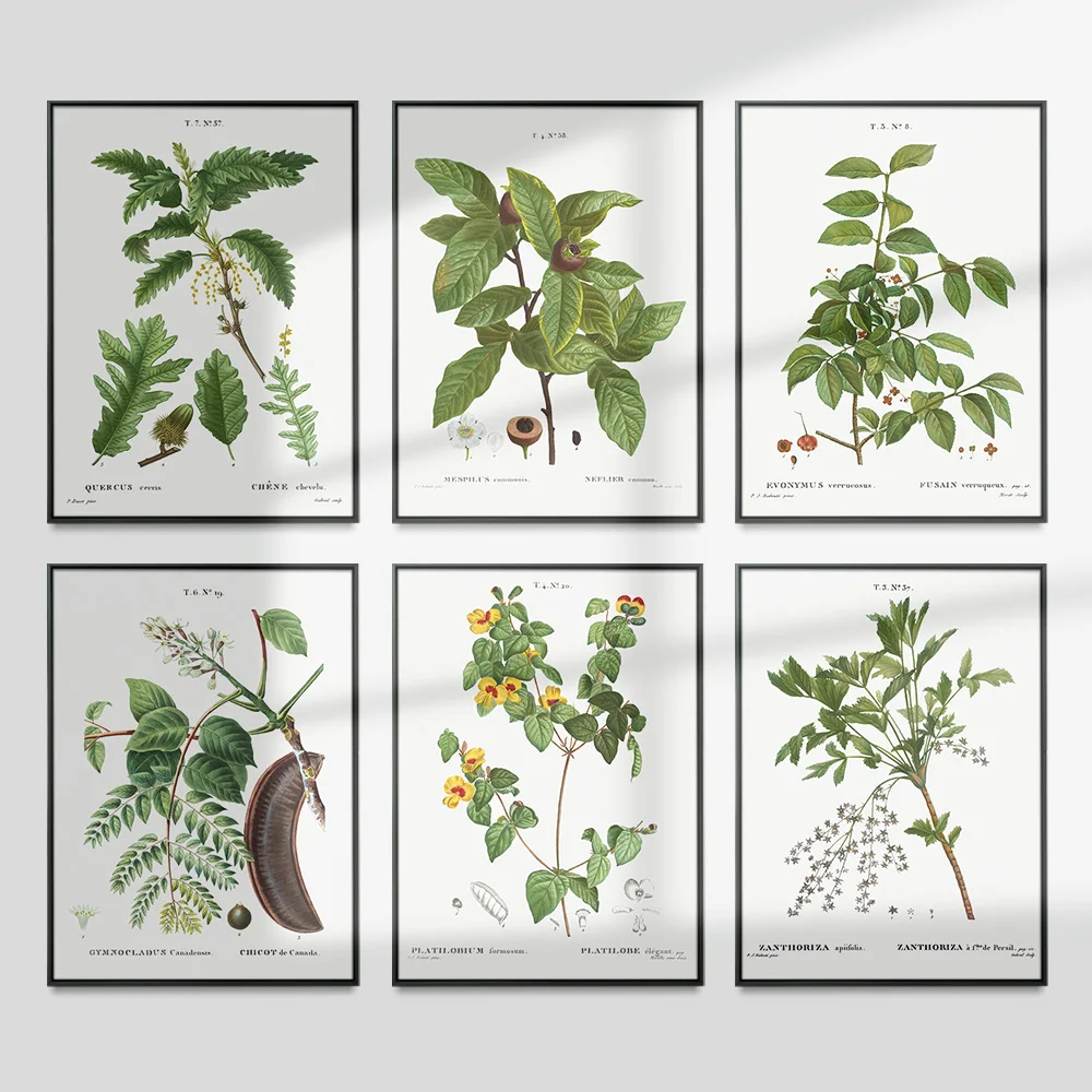 Pierre Joseph Redoute Museo Fieristico Stampa Vintage Poster D'Arte Pianta Botanica Tela Pittura Adesivi Murali Soggiorno Decor