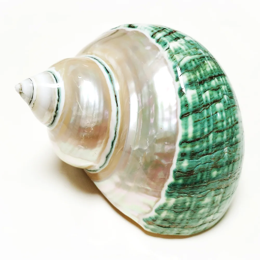 8-9CM Green Turbo Shell Large Polished Pearled Turbo Petholatus Conch Specimen Fish Tank Aquarium Landscape Decoration DIY Craft