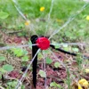 Greenhouse 10M-30M DIY Drip Irrigation System Automatic Watering Garden Hose Micro Drip Watering Kits with Adjustable Drippers 5