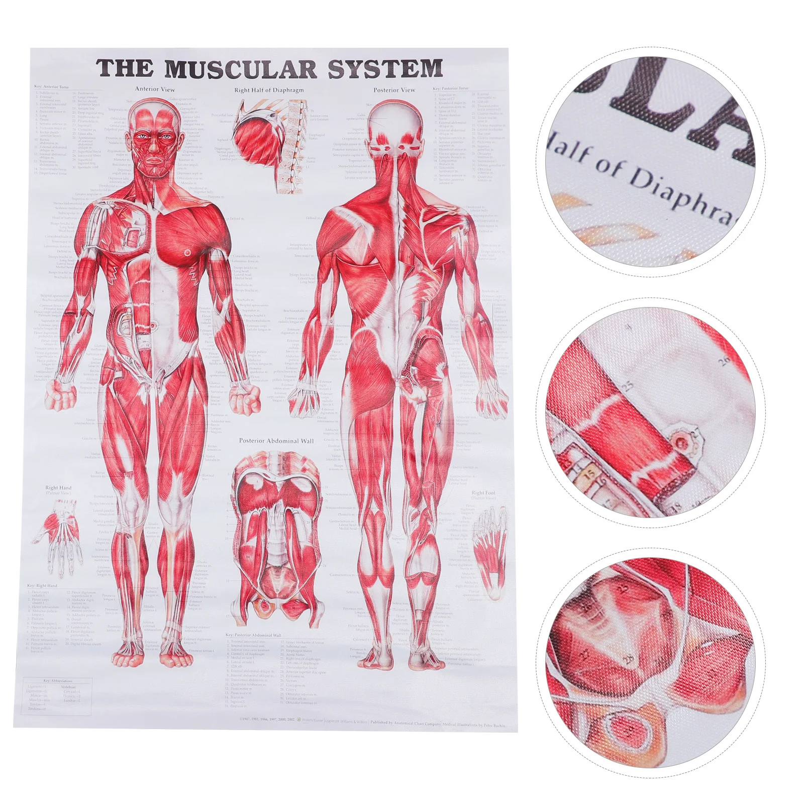 

Human Muscular System Chart Anatomy System Poster Chart Body Poster