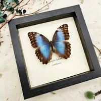 Morpho Menelaus Blue Flash Butterfly Real Butterfly Specimens Wings Have Spread Out Entomologist Insect Lover 1