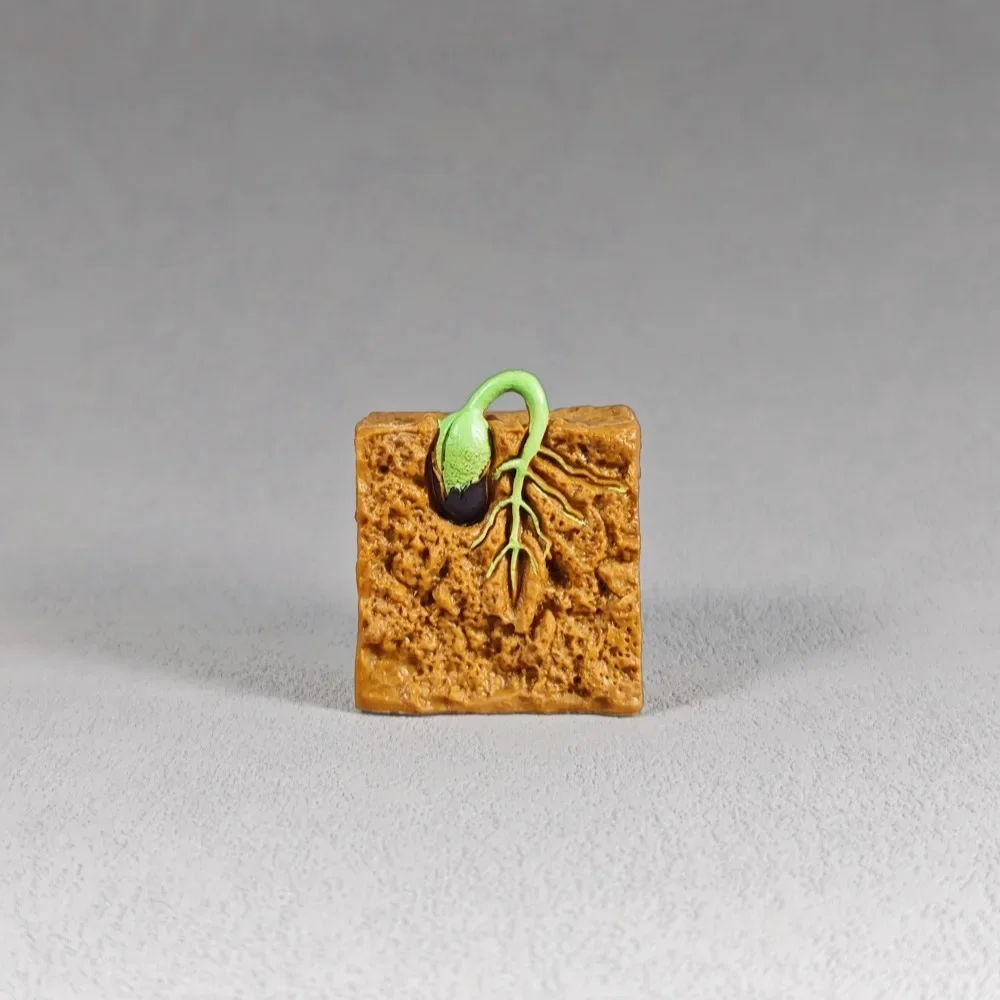 Detailed Bean Sprouting to Seedling Model Science Educational Display Engaging Plant Life Cycle Toy