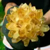 New Find Natural Yellow Phantom Quartz Crystal Cluster Mineral Specimen Healing 2