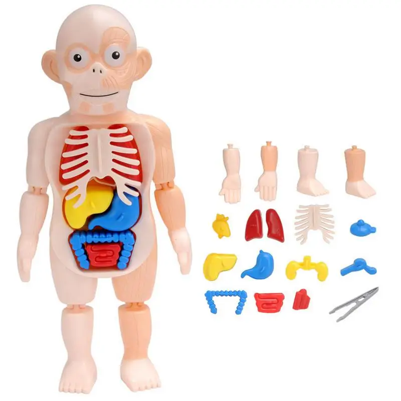 

15pcs Kids Body Anatomy Model Human Torso Montessori Educational Learning Toys Organ Assembled Toy 3D Puzzle For Kids