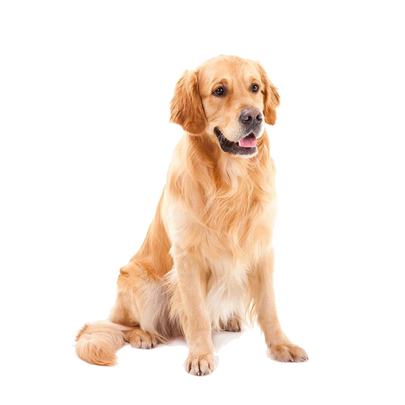 T399# Golden Retriever Pet Dog Wall Sticker Kids Room Background Home Decoration Mural Living Room Funny Decal