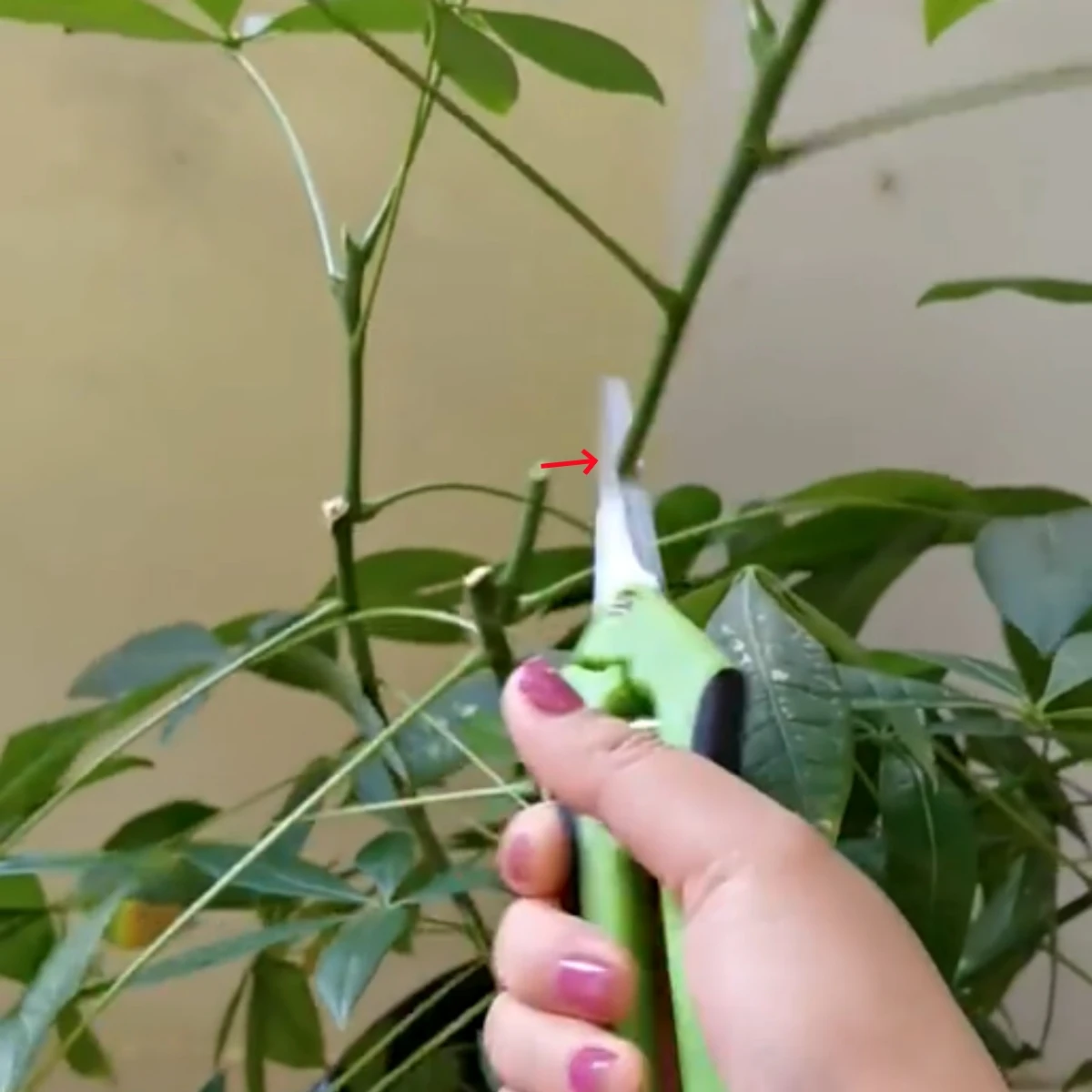 스테인레스 스틸 가지 가지 가지 치기 가위, 정원 과수원 식물 꽃 과일 나뭇 가지 접목 가위, 스트레이트 및 벤드 헤드, 1PC