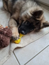 Truelove-bolsa de viaje portátil para aperitivos de perros, Entrenamiento de mascotas reflectante con Clip, fácil almacenamiento, dispensador de Bolsa para popó