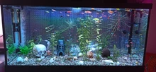 Led-Lighting-Lamp Dimmer Timer Fish-Tank-Light Aquarium Planted NICREW for 32-74cm 110V-240V