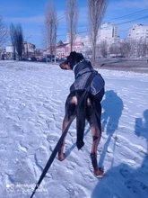 Pet-Dog-Clothes Clothing Walking-Harness Dogs Outdoor Waterproof Large Winter Medium