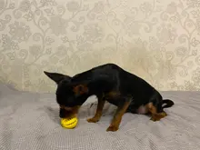 Ball Chewing-Toys Interactive-Game Teeth-Clean Watermelon-Shape Rubber Safety Green-Material