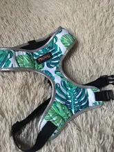 Arnés de Bulldog Francés transpirable para perros pequeños y medianos, chaleco para gatos, entrenamiento para caminar