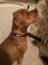 Pawstrip grabado Collar de perros de piel sintética Etiqueta de mascota Collar para perros Bulldog francés Pitbull, perro grande Collar de cachorro.