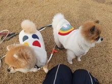 Costume Puppy-Clothes Love-Rainbow-Vest PETCIRCLE Pet-Cat Dog Winter New Fit And Four-Color
