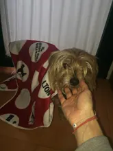 Manta superFranela suave para mascotas, cama gruesa para cojín de perro, toalla de ducha para cachorro, alfombra bonita para el hogar, cubierta cálida para dormir, suministros para mascotas